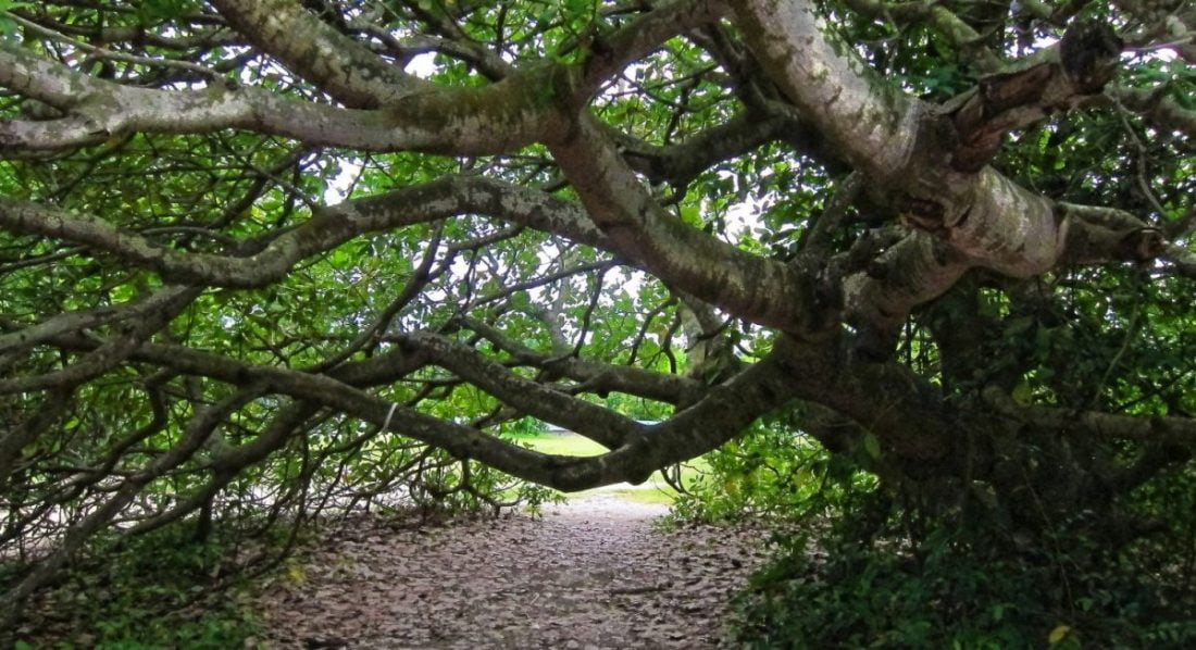 park-in-nigeria-tree-canopy