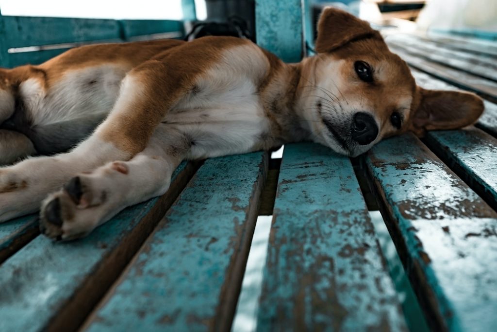 dog-sleepy-lie-down